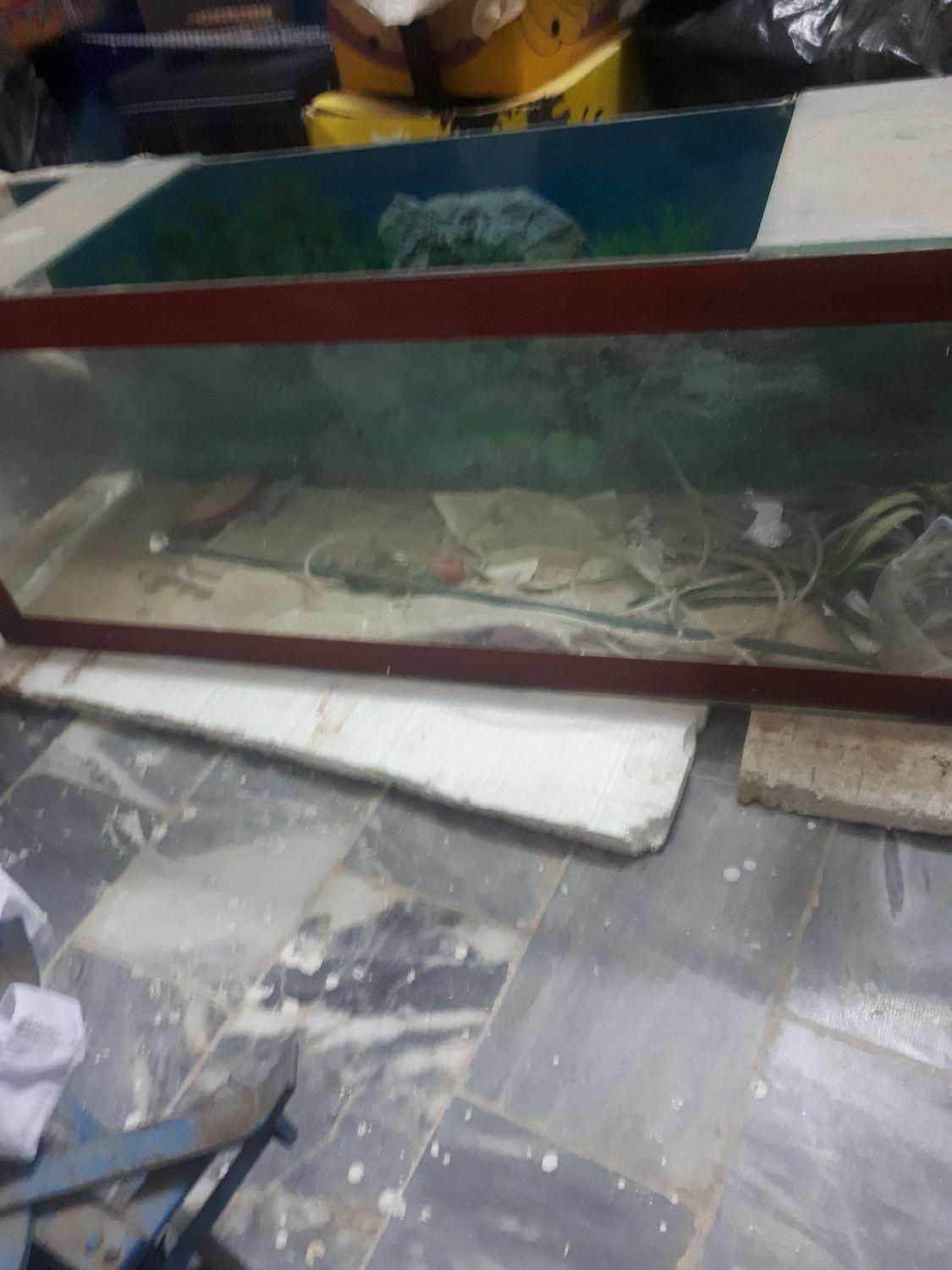 آکواریوم|ماهی|خمینی‌شهر, |دیوار