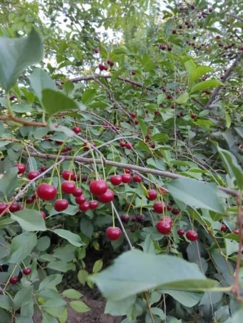 فروش باغ ۸۰۰ متری در رضوانشهر|فروش زمین و ملک کلنگی|اصفهان, باغ فردوس|دیوار
