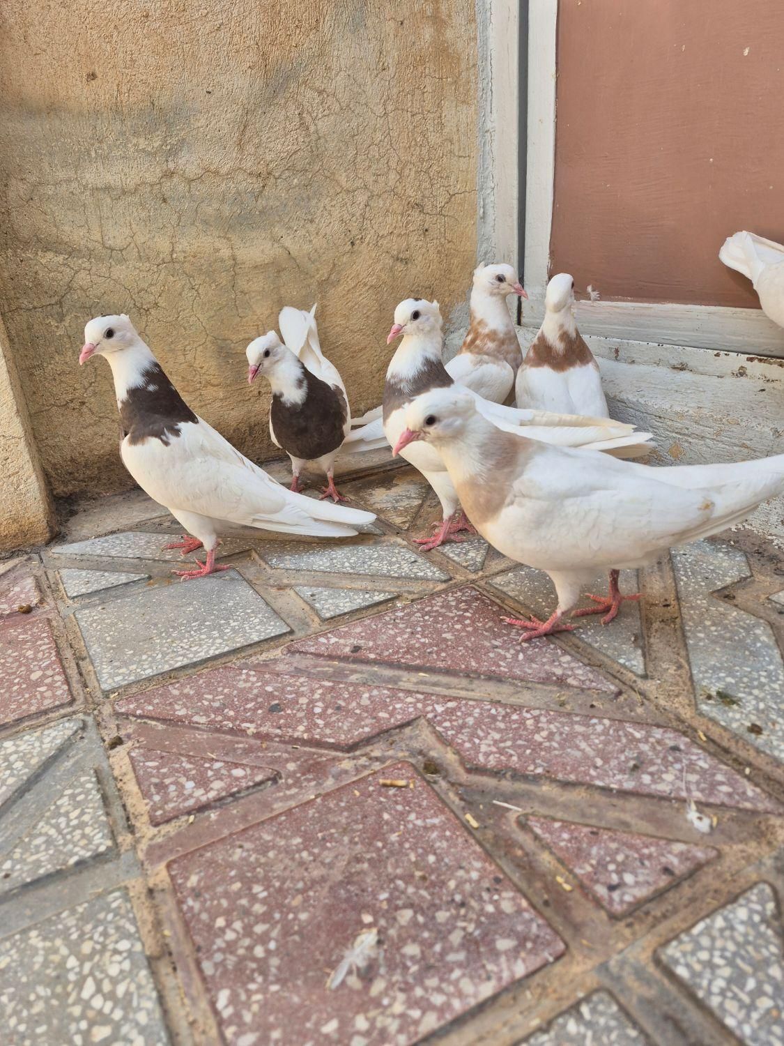 طوقی جوانه|پرنده|کرمانشاه, |دیوار