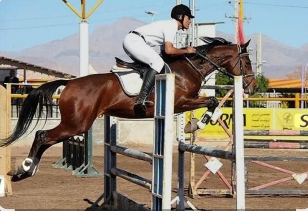 باشگاه سوارکاری شاهان|اسب و تجهیزات اسب‌سواری|ابهر, |دیوار