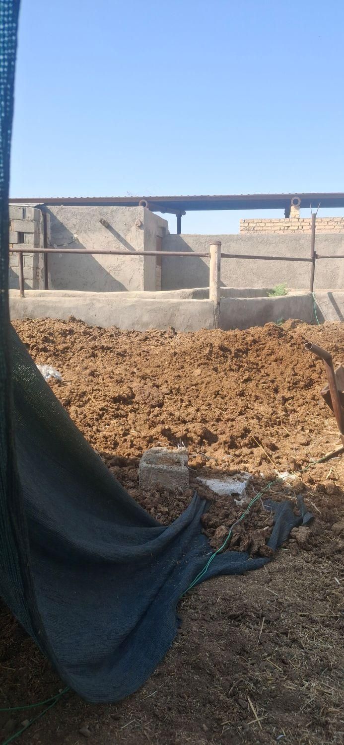 فروش کود گاوی خوب|گل و گیاه طبیعی|حبیب آباد, |دیوار