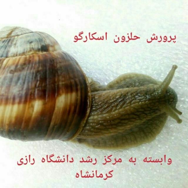 حلزون اسکارگو دانشگاه رازی و ملزومات|خزنده|مشهد, فرهنگ|دیوار