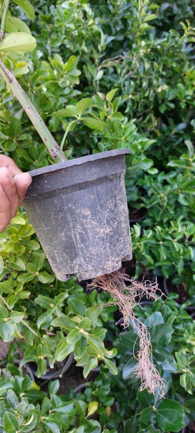 شمشاد|گل و گیاه طبیعی|شیراز, شهرک امیر کبیر|دیوار