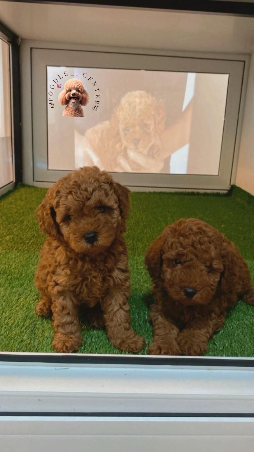 توی پودل ۱۰۰٪ اصیل از مولدین وارداتی|سگ|رشت, گلسار|دیوار