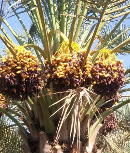 خرما درجه یک|خوردنی و آشامیدنی|اصفهان, مولوی|دیوار