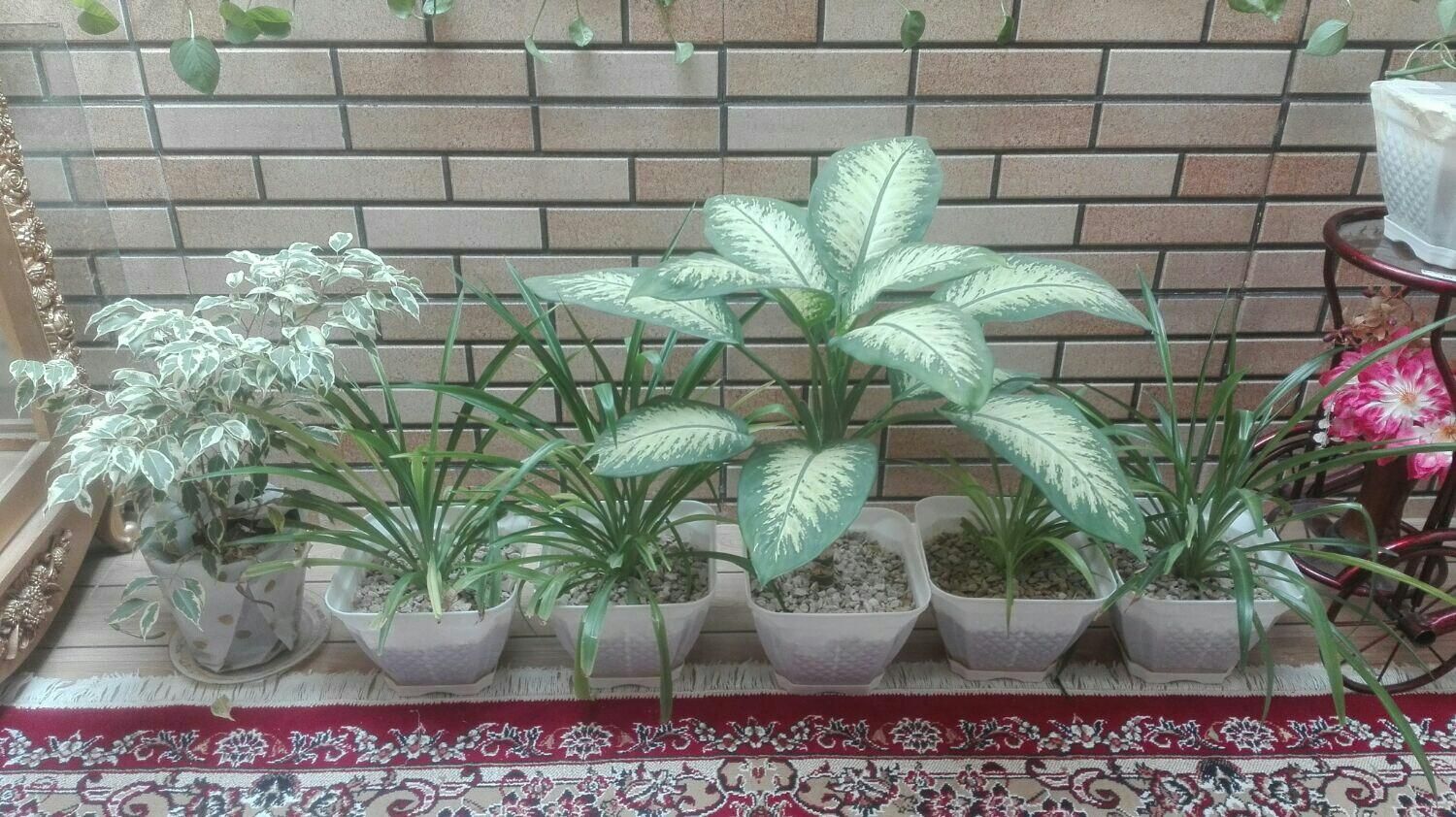 وسایل منزل|مبلمان خانگی و میز عسلی|مرودشت, گندم‎|دیوار
