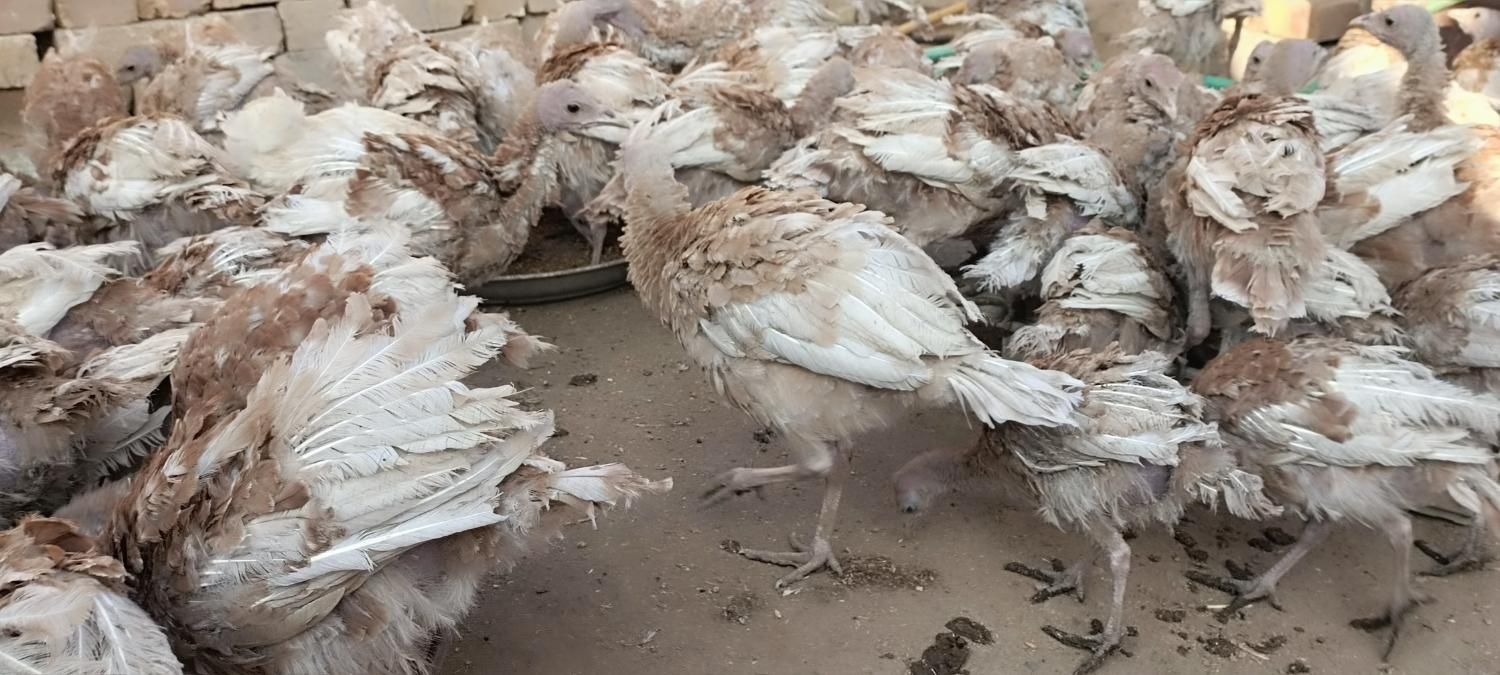 بوقلمون بوربون قرمز غول پیکر آمریکایی نژاد دار|حیوانات مزرعه|میانه, |دیوار