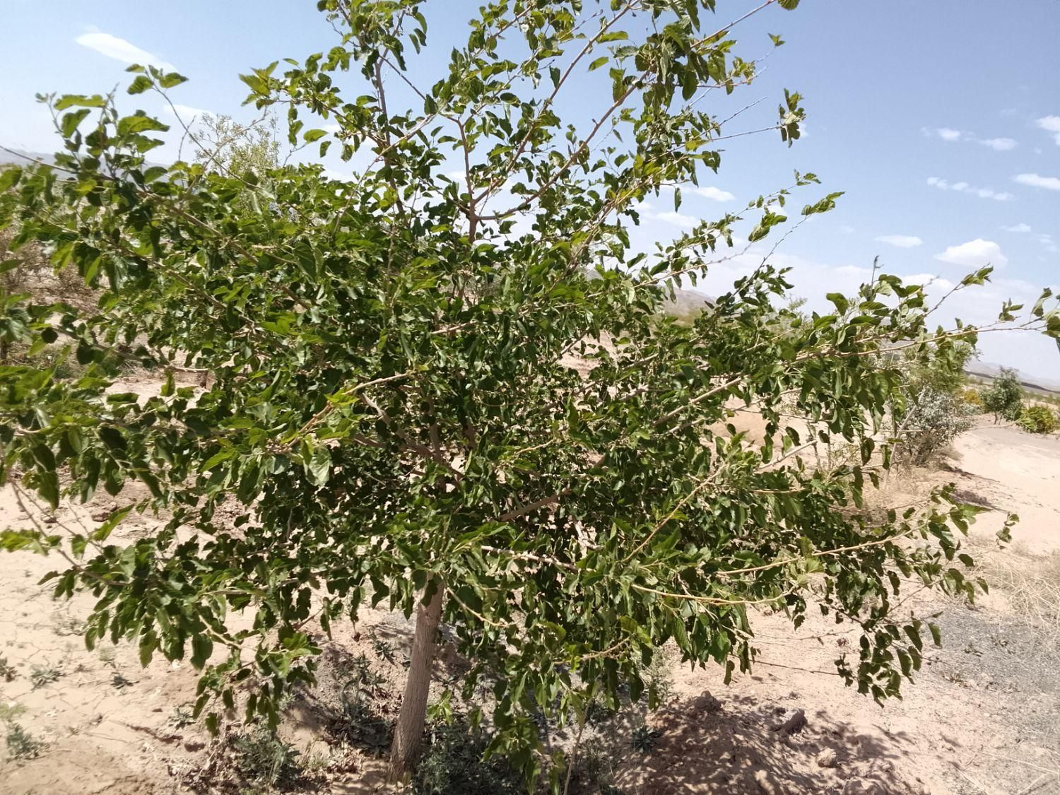 تصویر 7