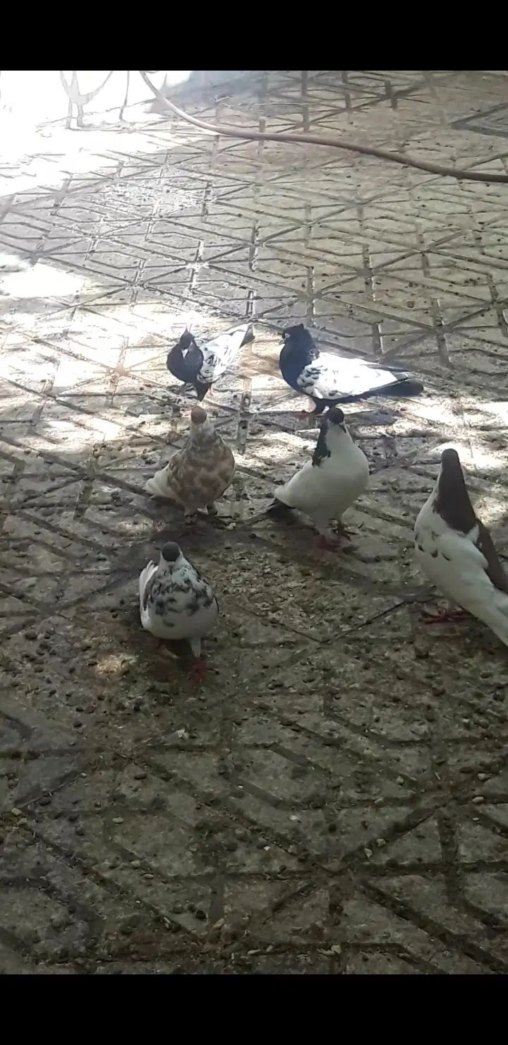 کبوتر سینه ساده  و  ساده|پرنده|مشهد, راه آهن|دیوار