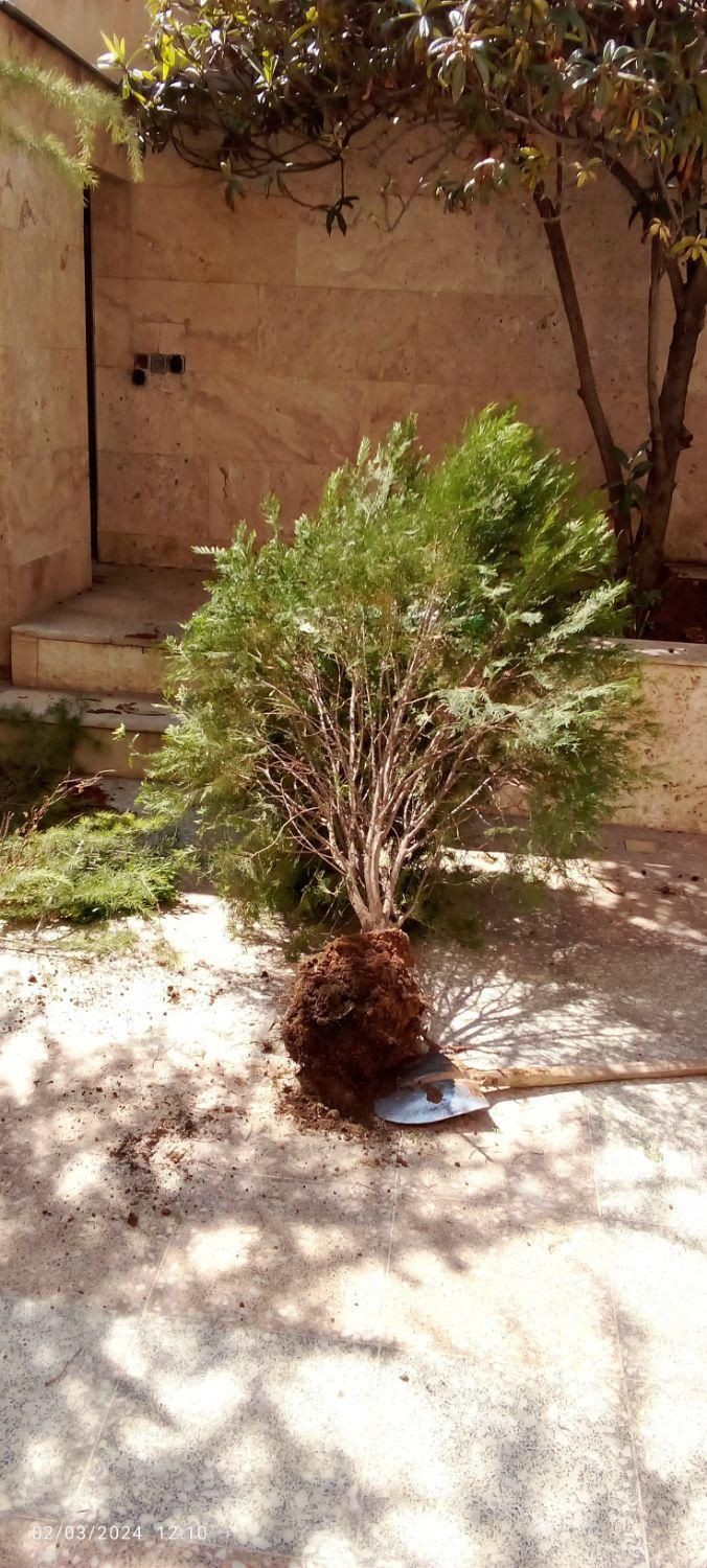 خدمات باغبانی درخت کاری سم پاشی گل کاری|خدمات باغبانی و درختکاری|شیراز, قصرالدشت|دیوار