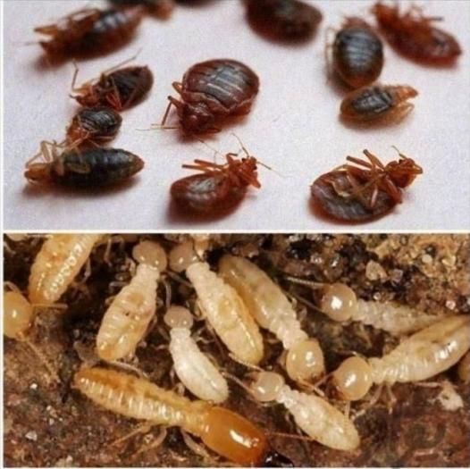 سم پاشی،سمپاشی سوسک و ساس 100٪ تضمینی باضمانت کتبی|خدمات نظافت|تهران, نارمک|دیوار