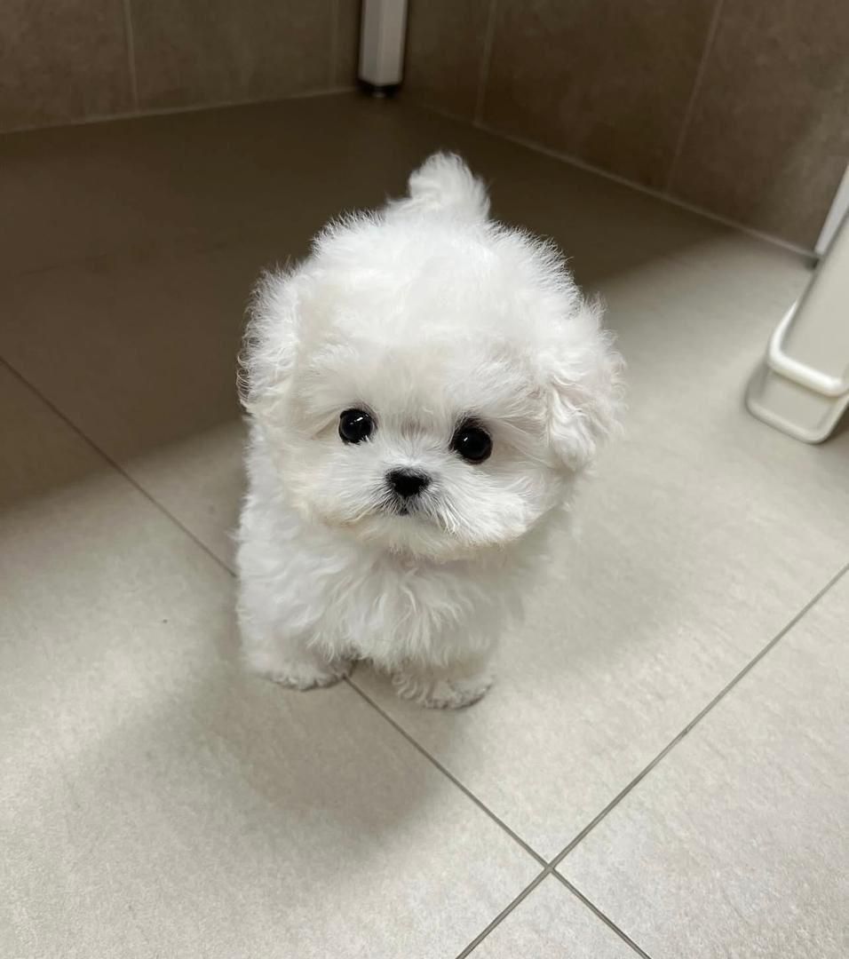 پودل مالتیز عروسکی مینی maltiz|سگ|تهران, امیر بهادر|دیوار