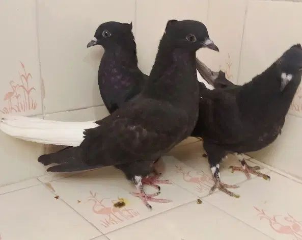 جوجه زاغ دم سفید|پرنده|مشهد, ایثار|دیوار