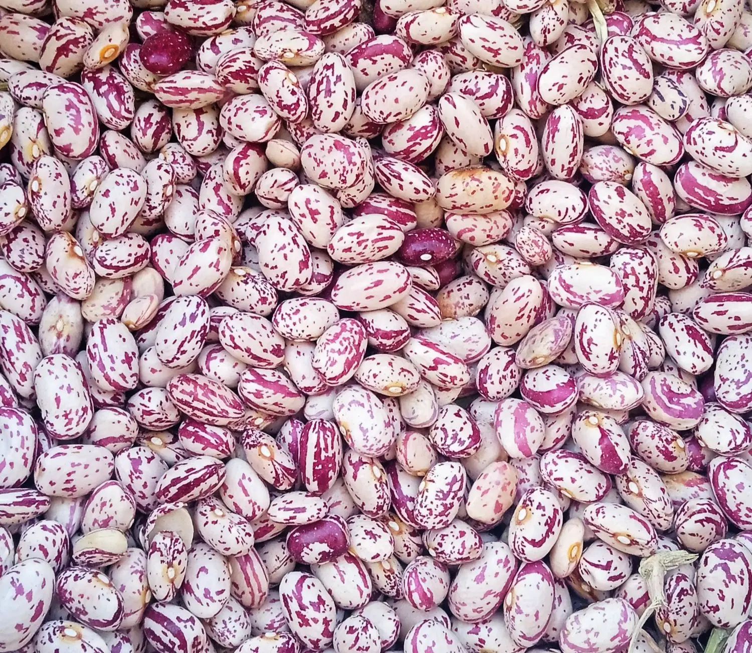 لوبیای درجه یک چیتی 450کیلو فقط تماس بگیرید|حراج|سراب, |دیوار
