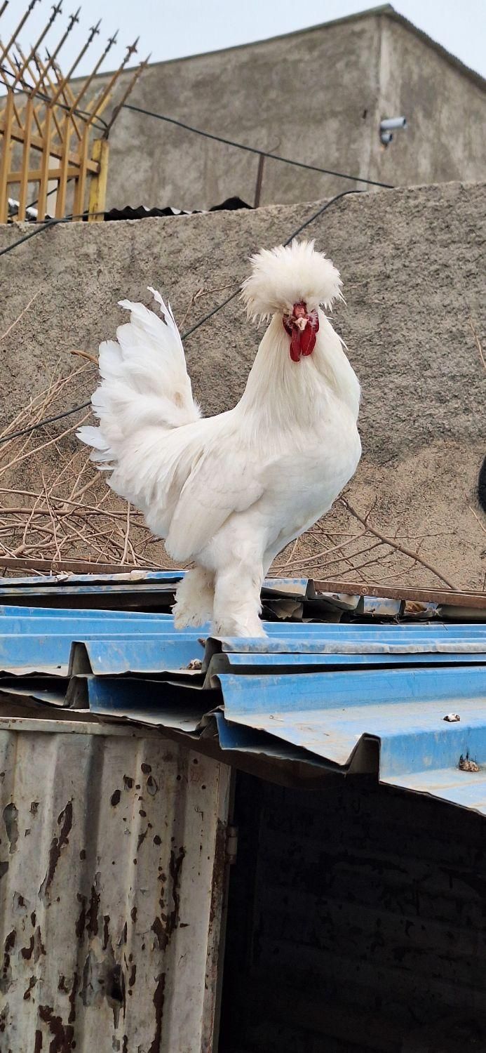 فروش مرغ و خروس سلطان تخم نطفه دار|حیوانات مزرعه|پاکدشت, حصار امیر|دیوار