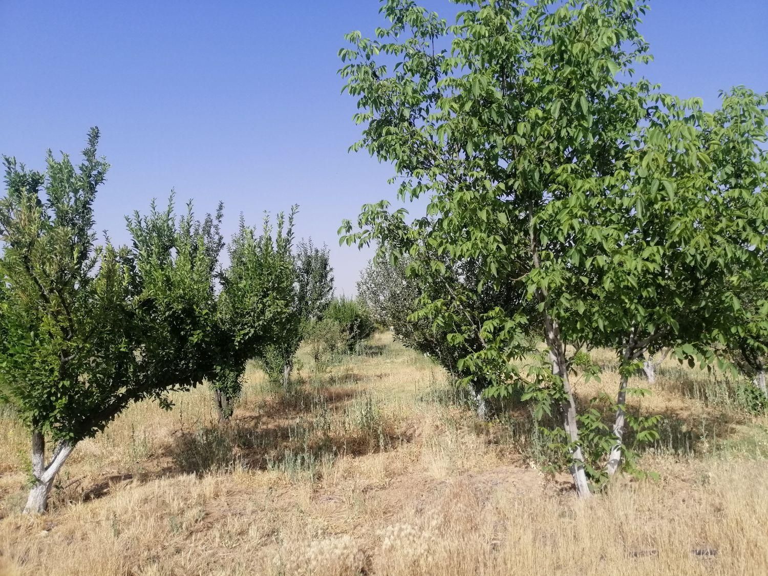 فروش نقدی یا معاوضه، باغ۹۵۰ متری در دالین|فروش زمین و ملک کلنگی|شیراز, فرهنگ شهر|دیوار