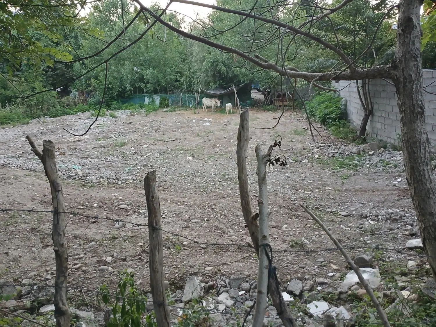 باسلام ادب زمین ۶۰۹ متر مربع دارای سند مادر بنچاق|فروش زمین و ملک کلنگی|سنگر, |دیوار