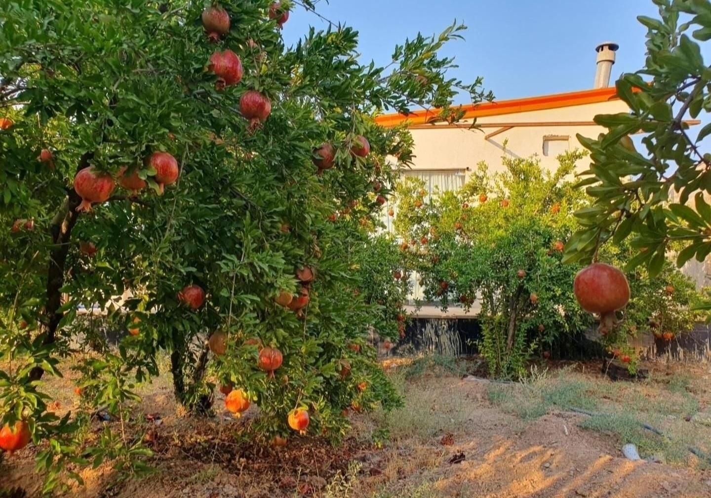 باغ ویلا ۱۲۰۰ متری شاهینشهر جهادآباد فروش و معاوضه|فروش خانه و ویلا|شاهین‌شهر, شهرک امید|دیوار