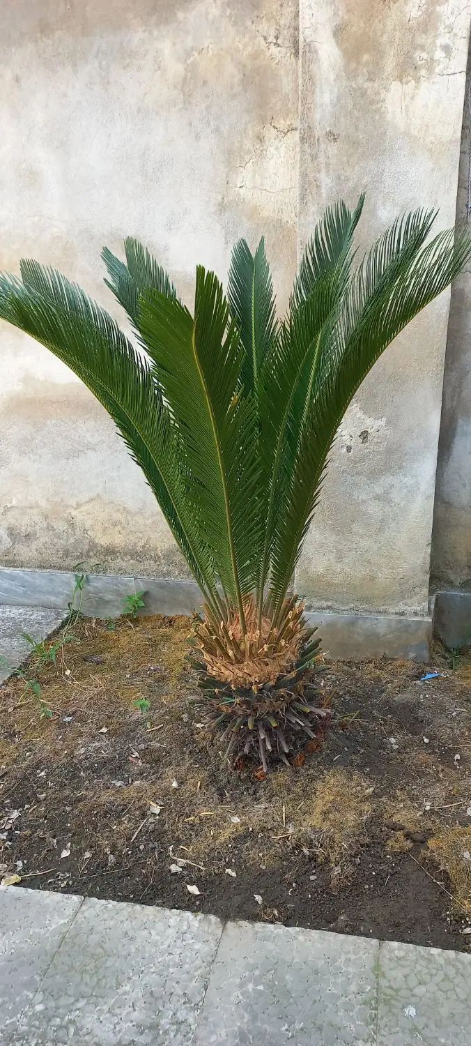 گل‌سیکاس|گل و گیاه طبیعی|رشت, رودبارتان|دیوار