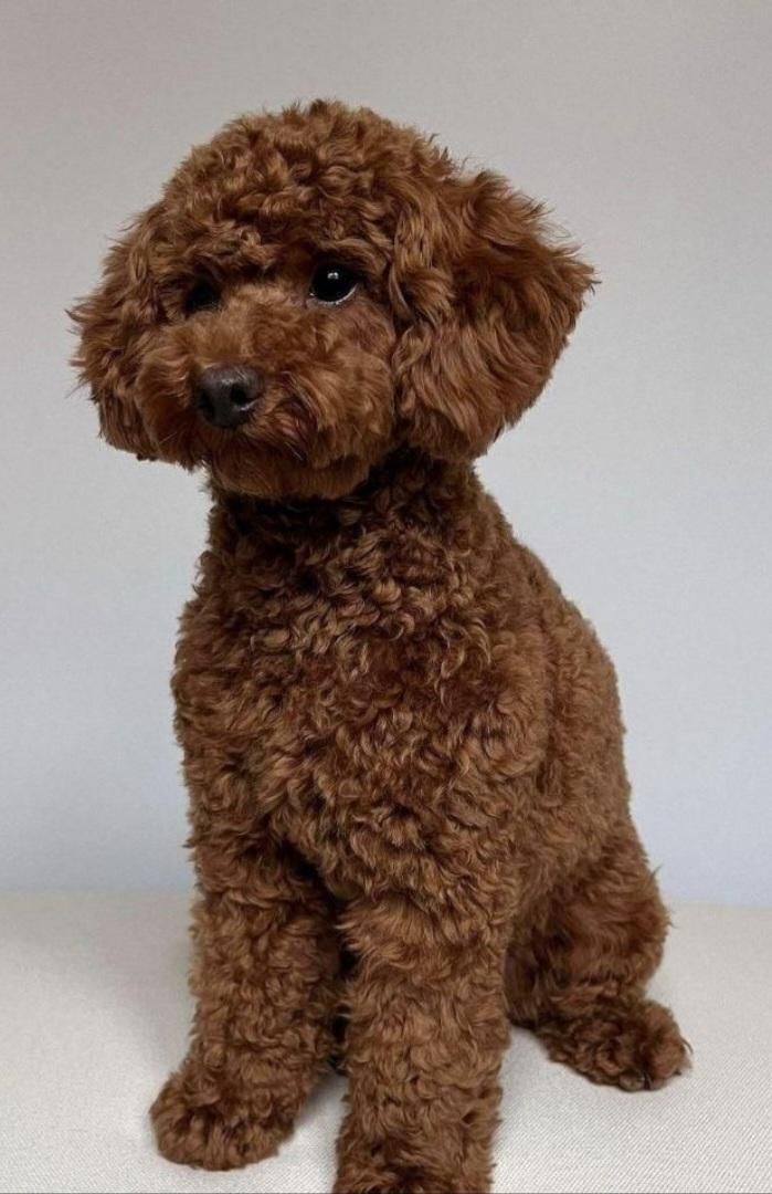 پودل مییاتوری(توی و رد)|سگ|اصفهان, شاهد|دیوار