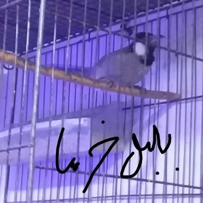 فنج سفید. زبرا .نرگسی. بنگالی|پرنده|آستانه اشرفیه, |دیوار
