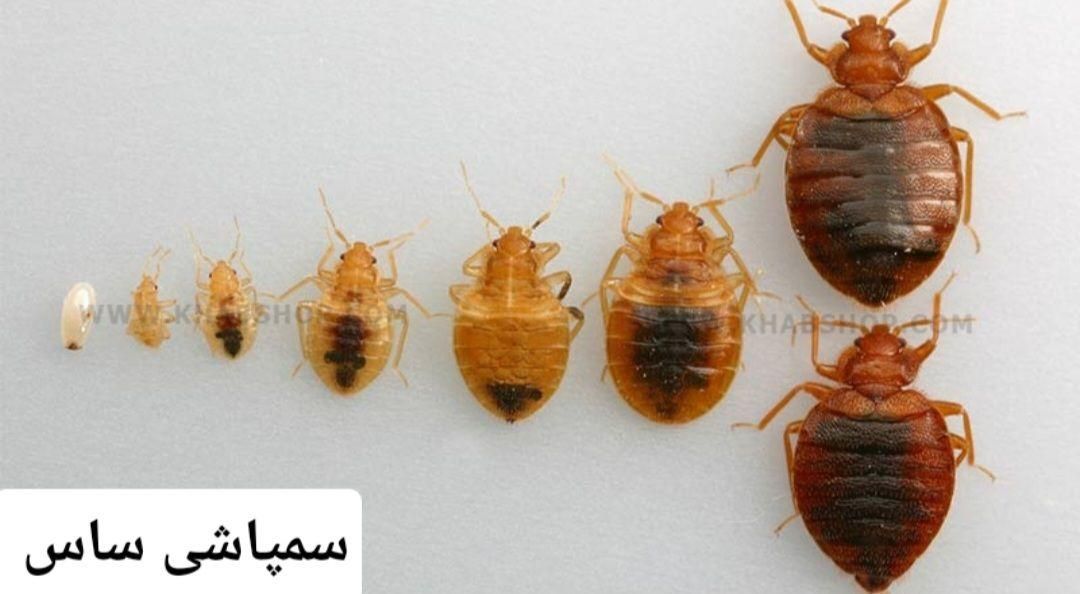 سمپاشی صددرصدتضمینی‌سم پاشی سوسک‌وساس و...|خدمات نظافت|تهران, پیروزی|دیوار