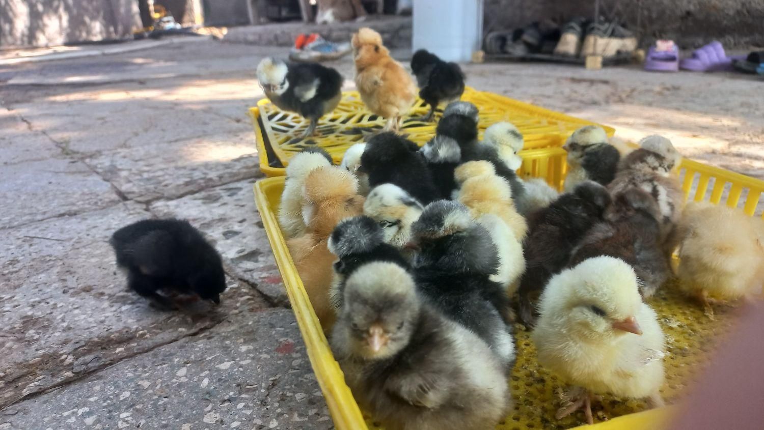 تبدیل تخم نطفه دار به جوجه.فروش تخم نطفه دارو جوجه|حیوانات مزرعه|قم, تعویض پلاک|دیوار