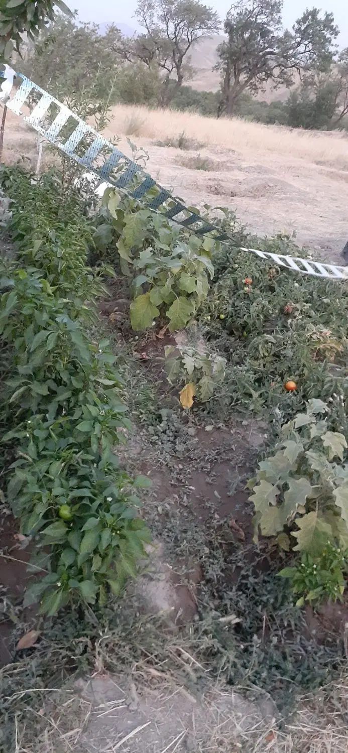 باغ میوه در دستجرد علیا بالاتر از امامزاده اباذر|فروش زمین و ملک کلنگی|قزوین, |دیوار