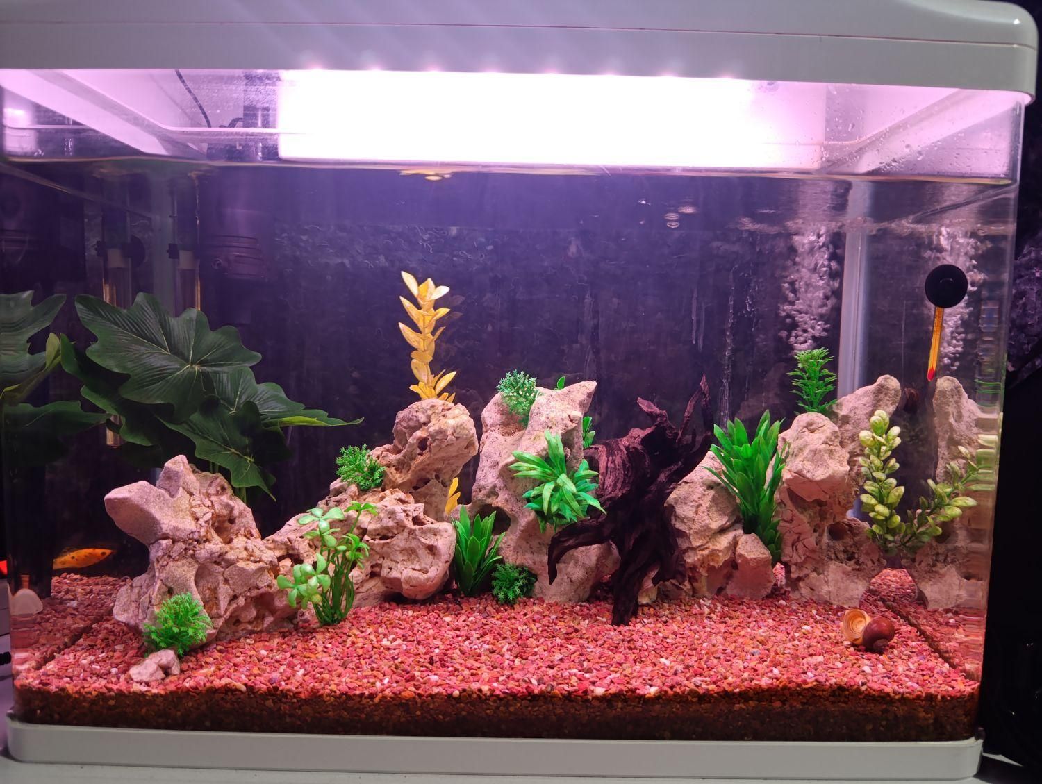 آکواریوم شرکتی شیشه خم K580 دلسا با لوازم|ماهی|شیراز, شهرک فرزانگان|دیوار