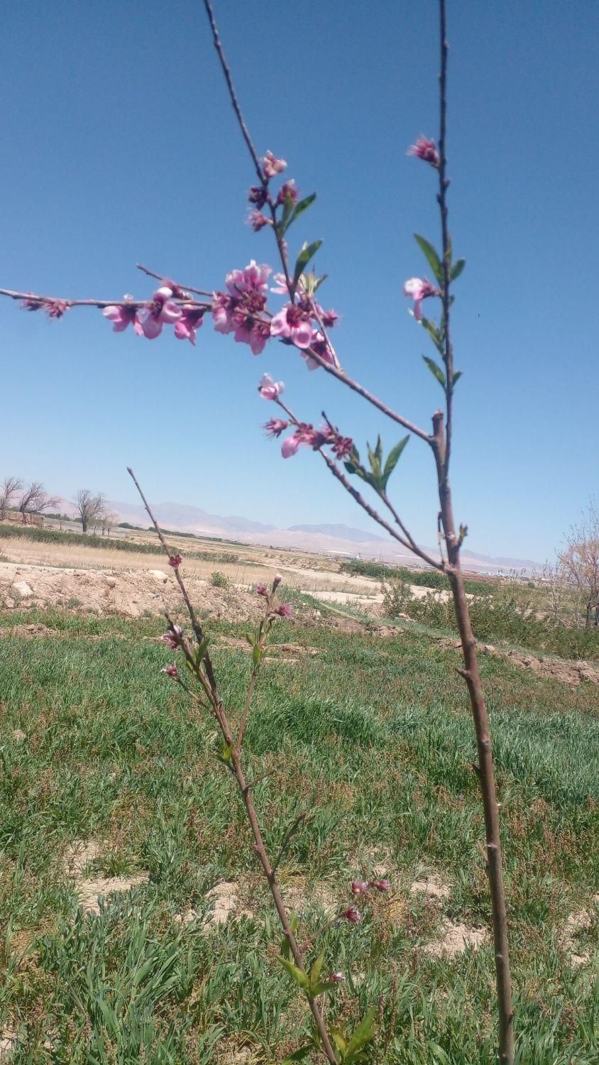 اجاره روزانه/هفتگی/ماهانه آپارتمان ۶۰ متری در خلجا|اجارهٔ کوتاه‌مدت آپارتمان و سوئیت|اصفهان, خلجا|دیوار
