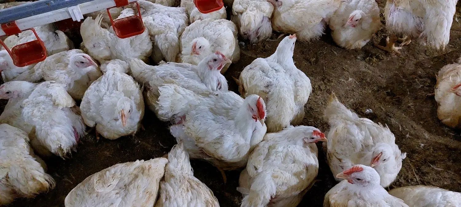 به یک نیروی کار در مرغداری،گیلان ، حقوق مزایا بیمه|استخدام صنعتی، فنی، مهندسی|رستم‌آباد, |دیوار