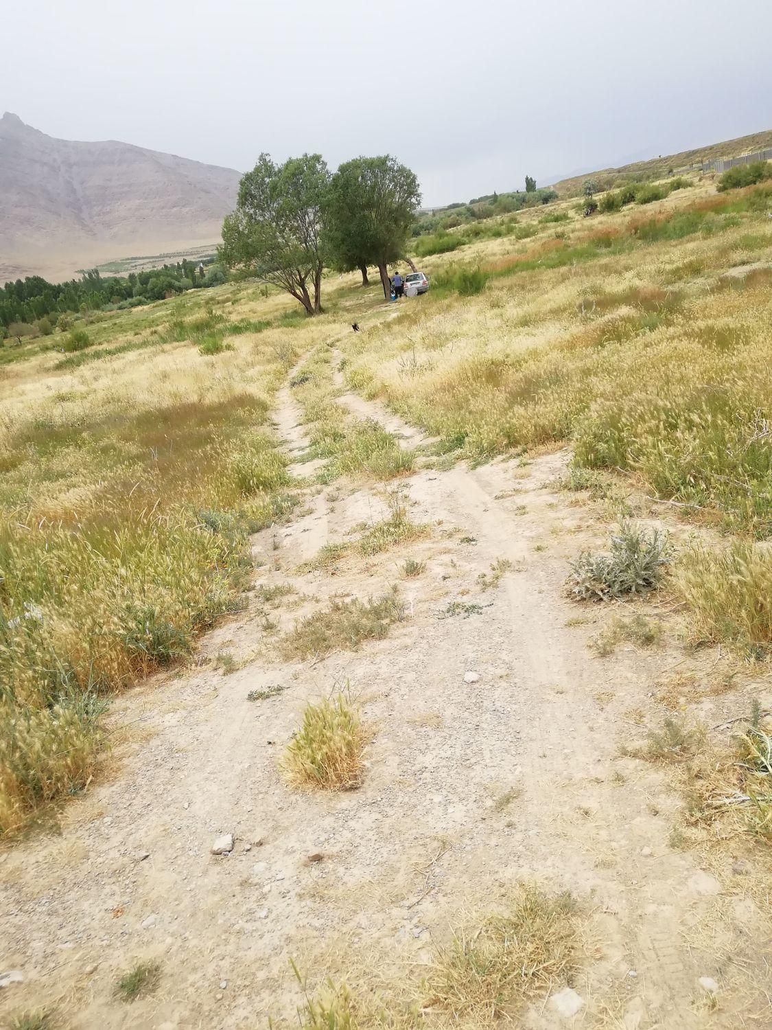 زمین باغی|فروش زمین و ملک کلنگی|زالیان, |دیوار