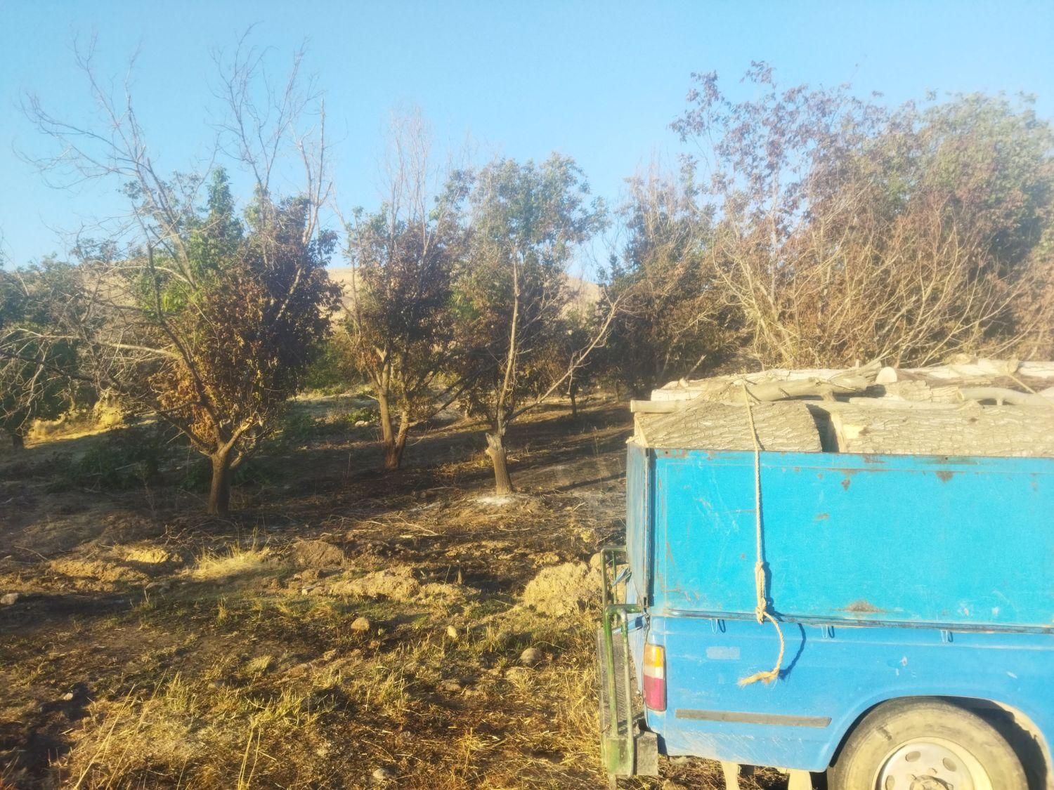 درخت باغ چوب وبیشه چنار گردو وتیرخشگ را خریدارم|خدمات باغبانی و درختکاری|نورآباد, |دیوار