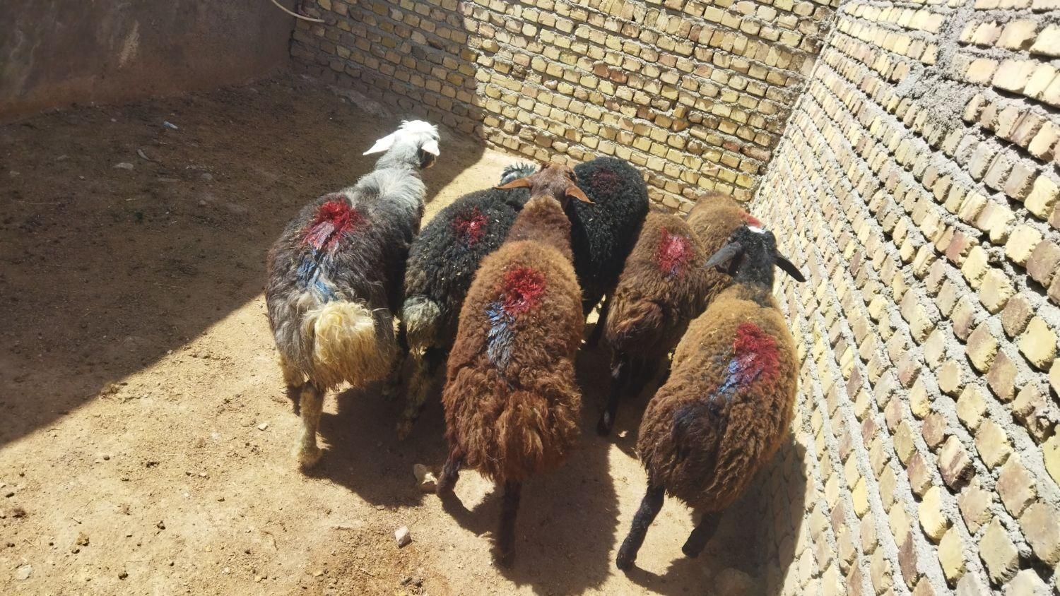 قوچ بره ماده جهت داشتی میش وشیشک|حیوانات مزرعه|قزوین, |دیوار