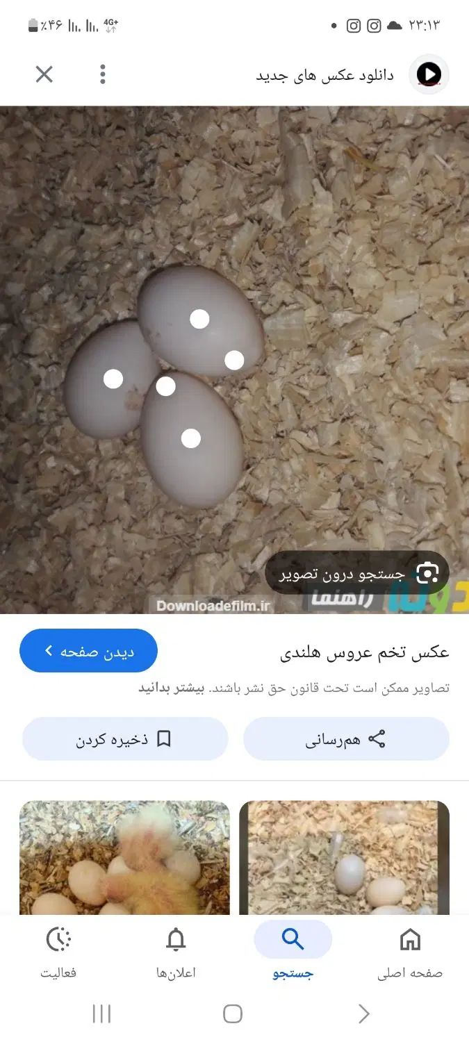 تخم عروس هلندی بشرط نطفه ۴تاباهم۳۰۰هزار|پرنده|بجنورد, |دیوار