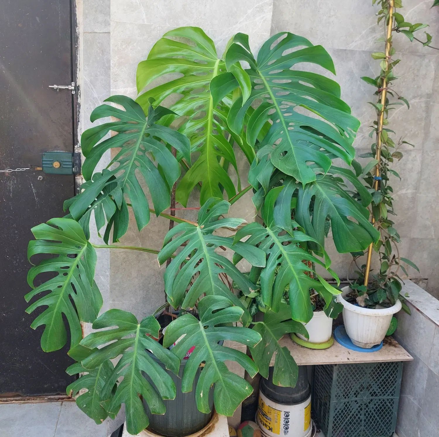 برگ انجیری برگ درشت|گل و گیاه طبیعی|رشت, تازه آباد|دیوار