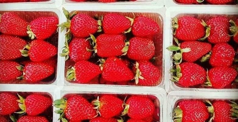 پخش توت فرنگی گلخونه ای مصرف تزئینی قنادکافه|خوردنی و آشامیدنی|تهران, فلسطین (میدان انقلاب)|دیوار