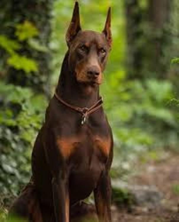 ماده پینجر بلوطی سگ گارد خانواده|سگ|صفادشت, |دیوار