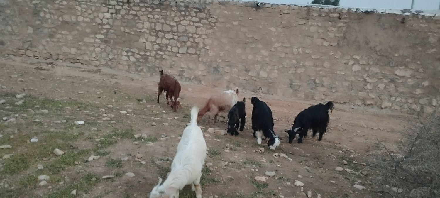 بزا بیگ|حیوانات مزرعه|مسجد سلیمان, |دیوار