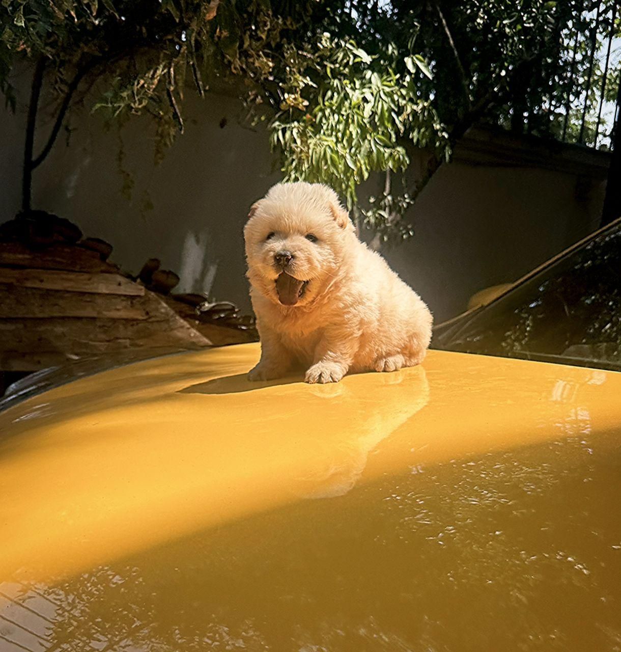 توله های چاوچاو|سگ|تهران, درکه|دیوار