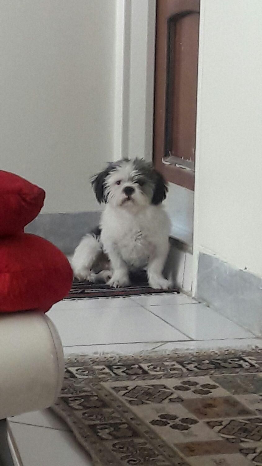 واگذاری سگ|سگ|اصفهان, گلستان|دیوار