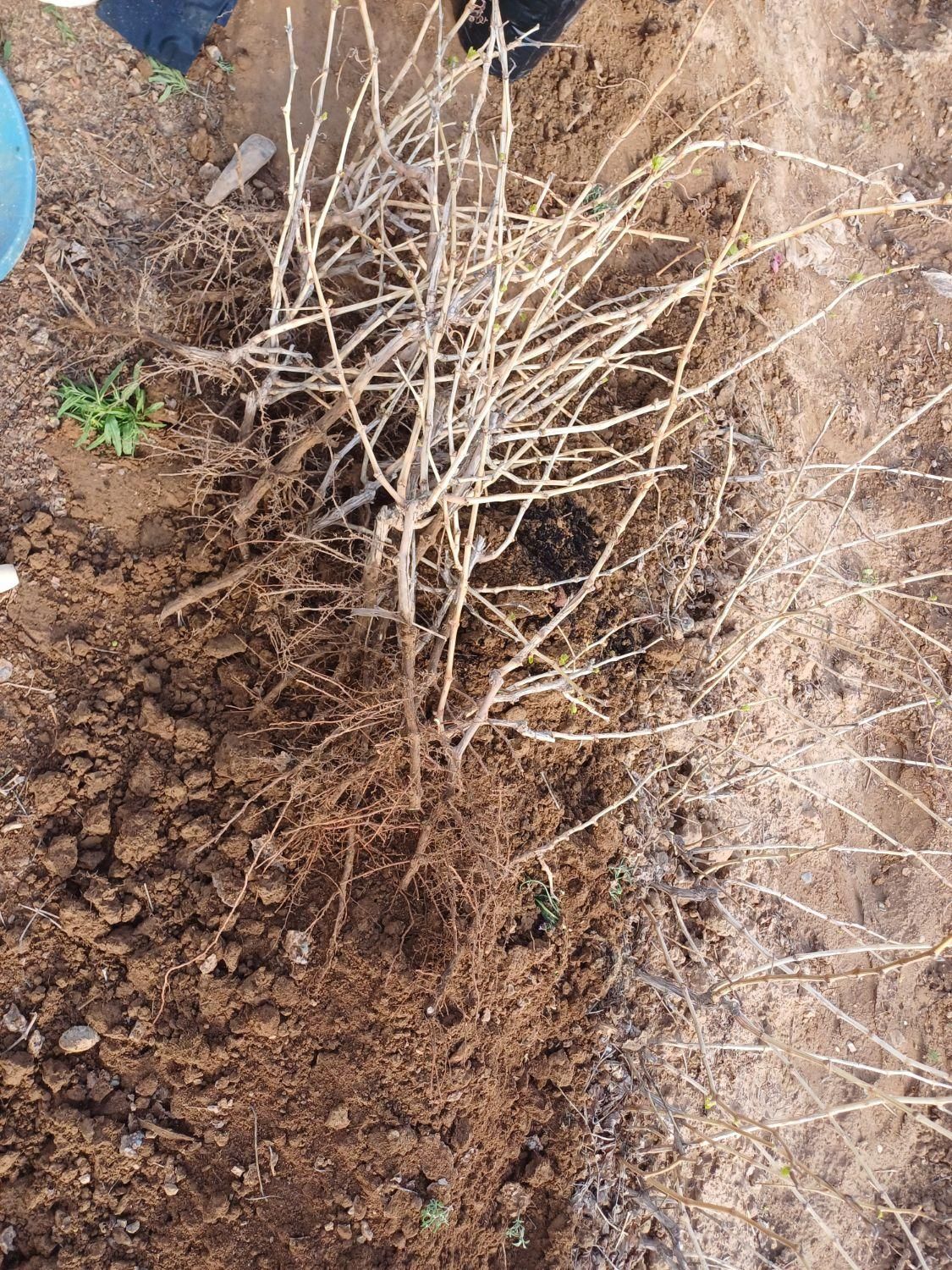 نهال انگور|حراج|تاکستان, |دیوار