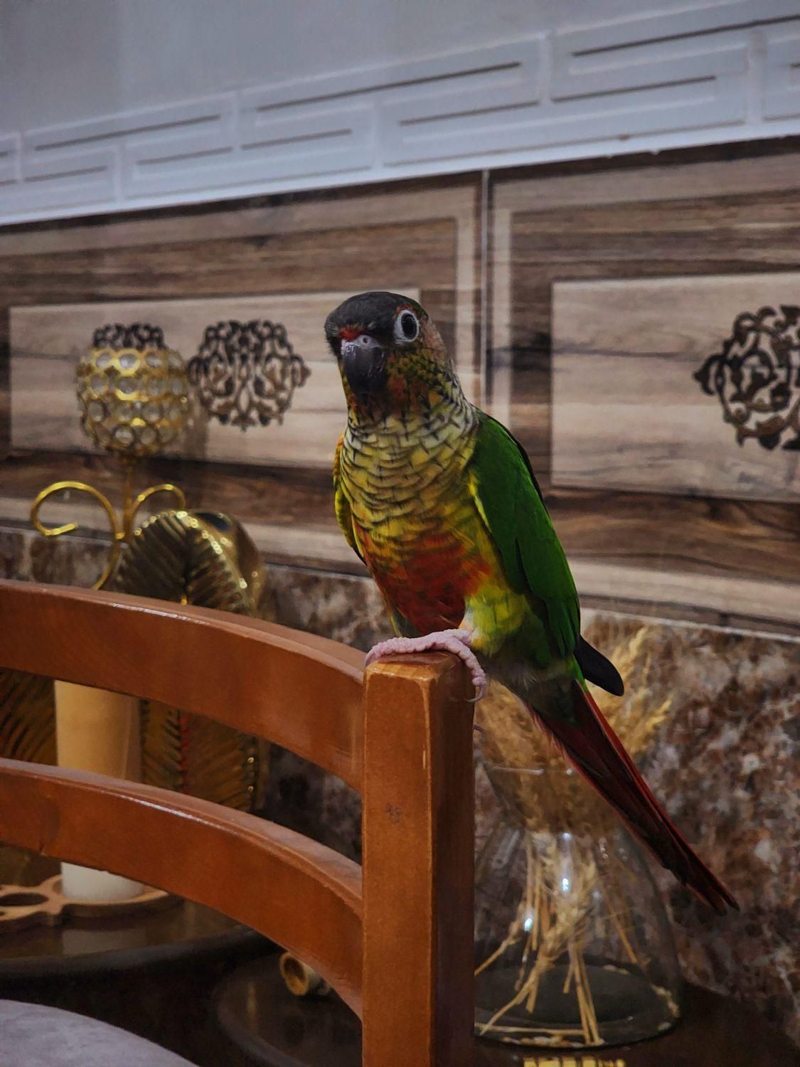 گرین چیک نر شاه تخم  رقاص پروازی رام سخنگو|پرنده|شیراز, شهرک امام حسن|دیوار