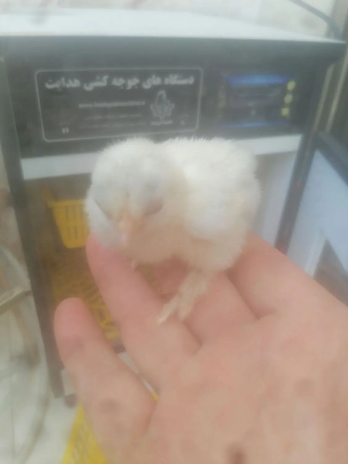 جوجه زینتی|حیوانات مزرعه|اصفهان, شیخ اشراق|دیوار