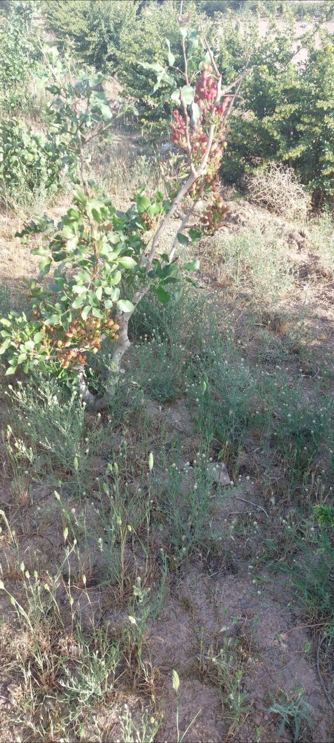 تصویر 6