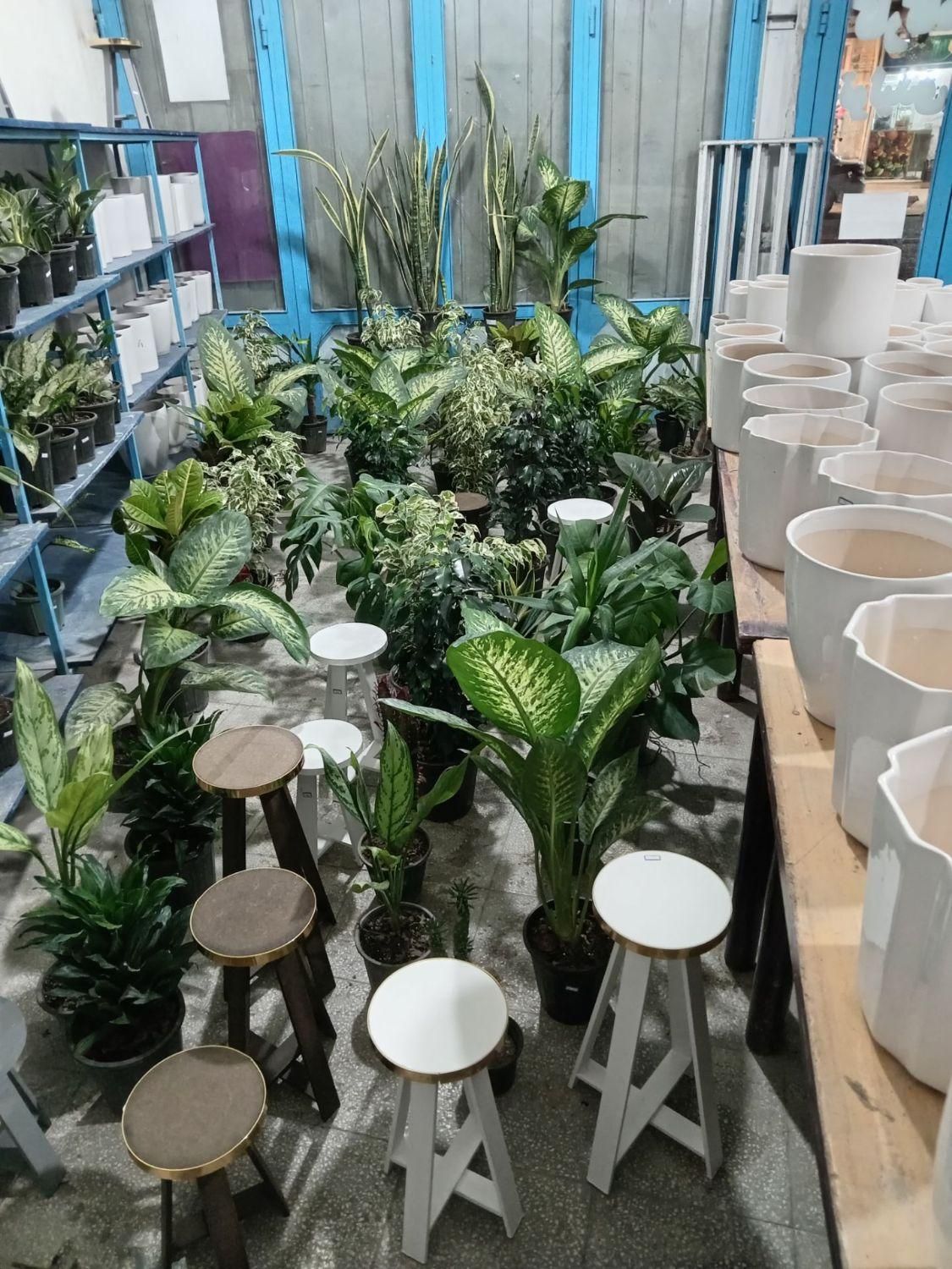 انواع گل طبیعی|گل و گیاه طبیعی|سبزوار, جهاد کشاورزی|دیوار