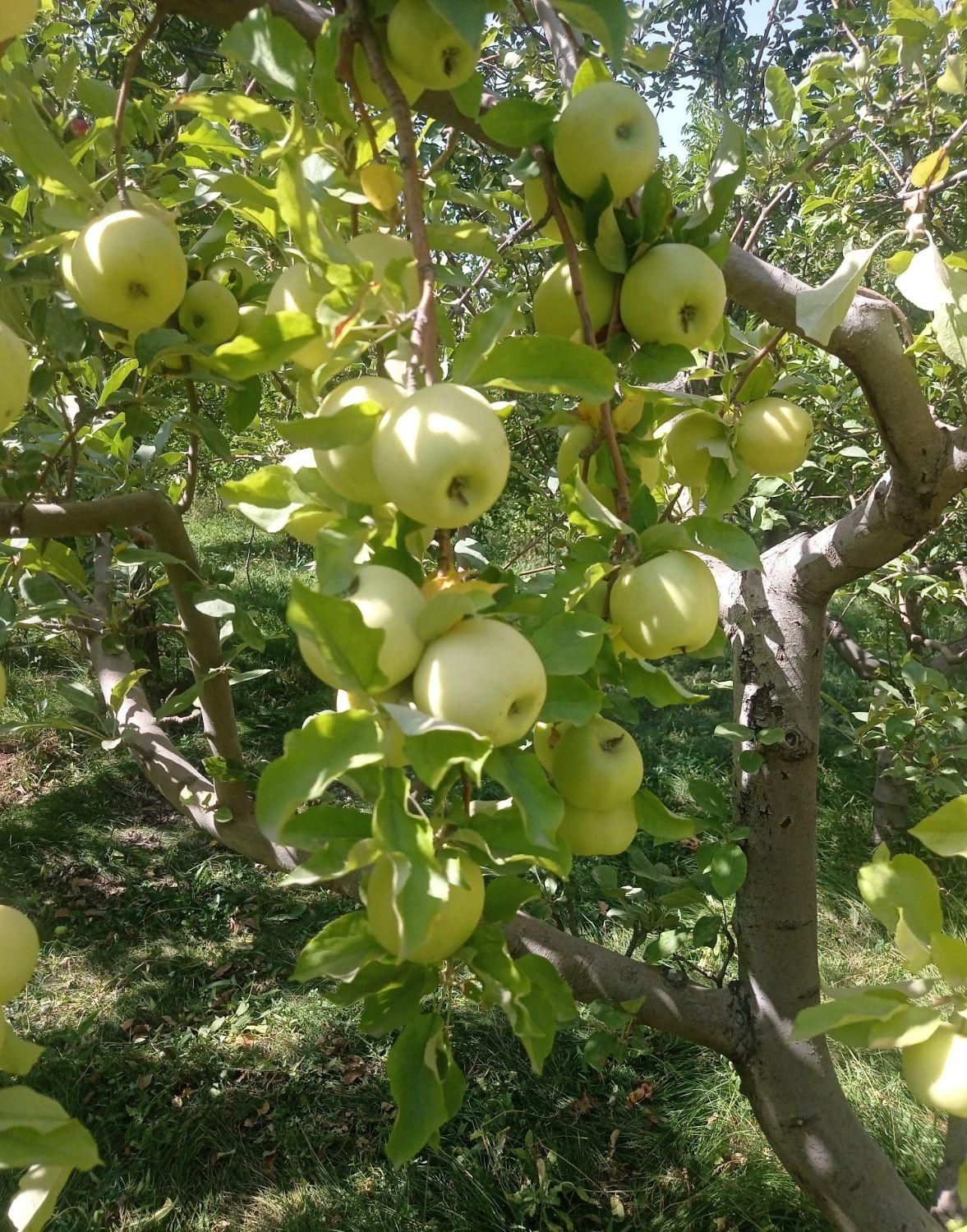 خریدار و اجاره سیب گلاب|خدمات باغبانی و درختکاری|خرمدره, |دیوار