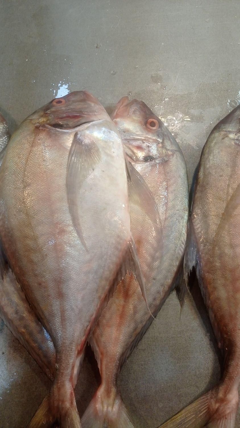 سلام ماهی فروش کنگانی|ماهی|بندر ماهشهر, |دیوار