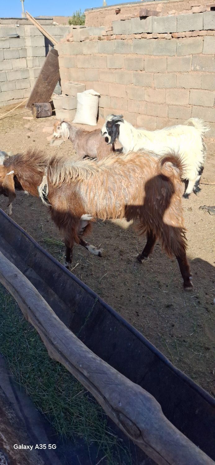 نربزپاکستانی لنگ جمل|حیوانات مزرعه|سبزوار, شهرک صنعتی فرودگاه|دیوار