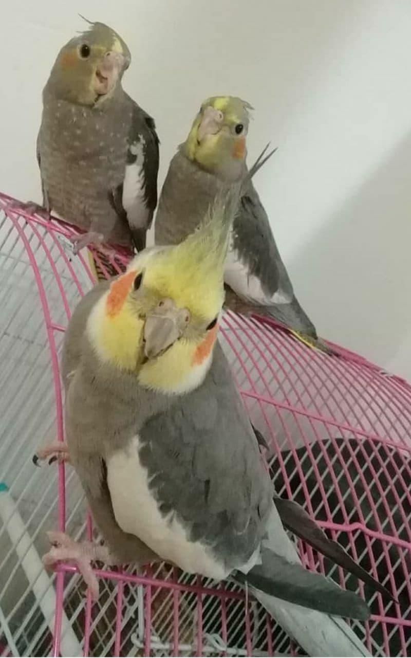 طوطی عروس ومرغ عشق|پرنده|آستانه اشرفیه, |دیوار